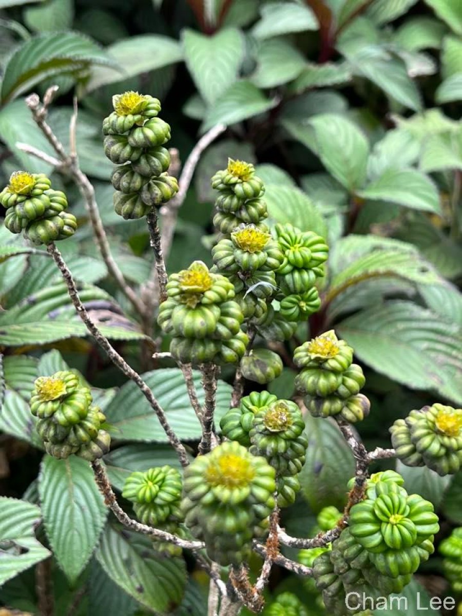 Hedyotis quinquinervia Thwaites